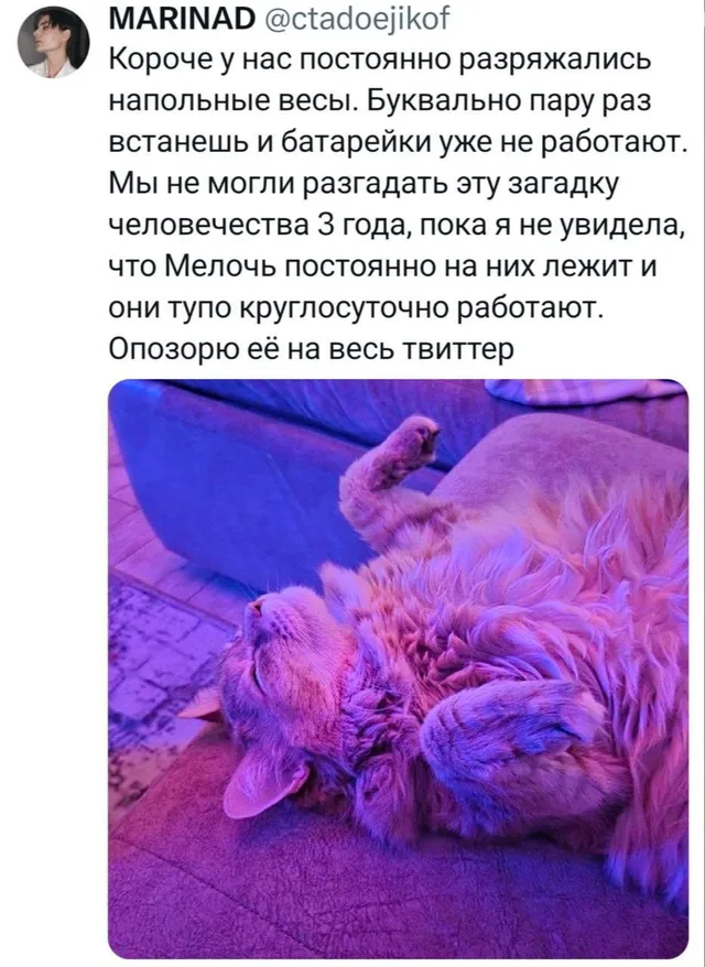 Кот разряжает напольные весы