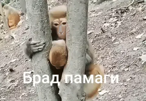 Брад памаги