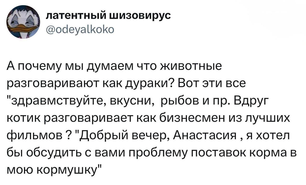 Котик разговаривает как бизнесмен