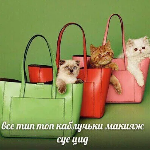 Коты неподвижно сидят в сумках, выглядывая из них. — три кота в сумках