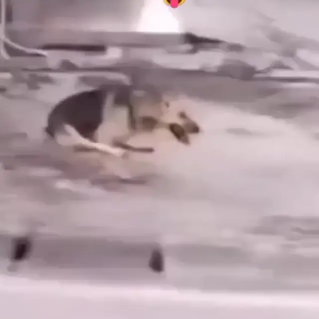 Эх Шарик, я как и ты был на цепи