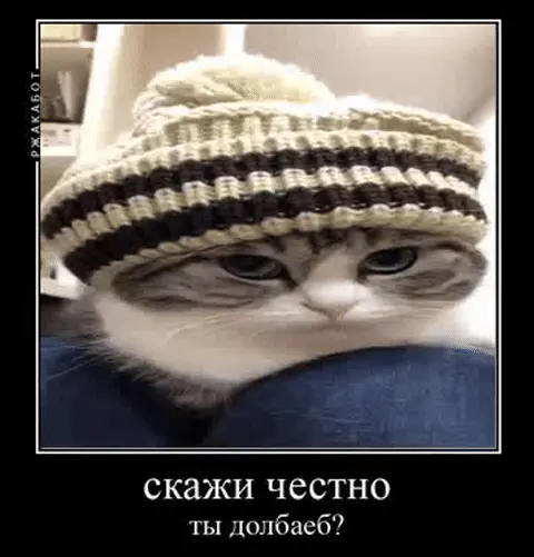 Кот в шапке пристально и скептично смотрит в камеру, сохраняя неподвижное выражение лица — кот в вязаной шапке