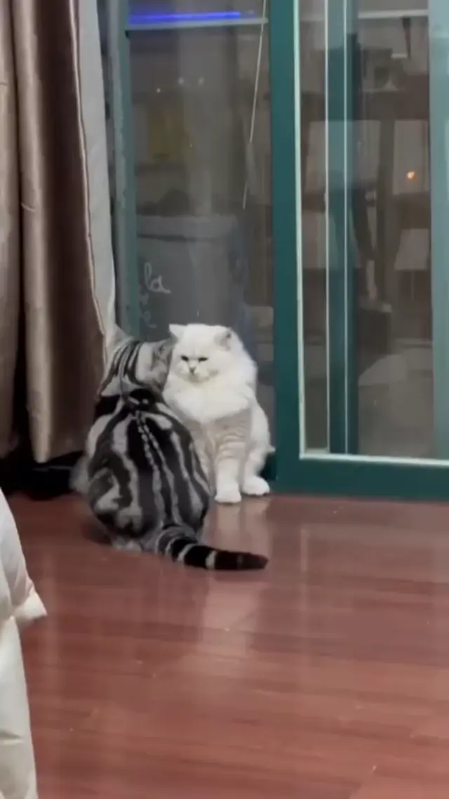 Ревнивый кот разнимает парочку