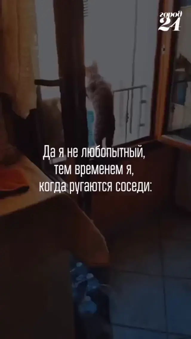 Кот слушает ругань соседей