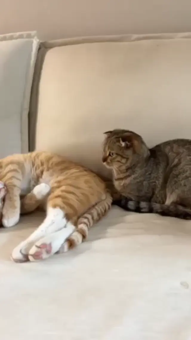Кот обнимает и укладывает спать другого кота
