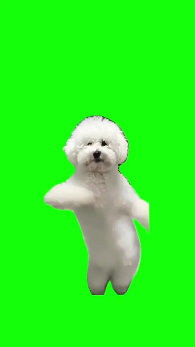 Танцующий белый пудель на зеленом фоне