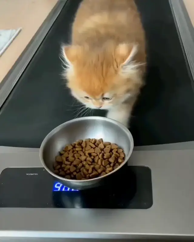 Котёнок на беговой дорожке пытается достать еду