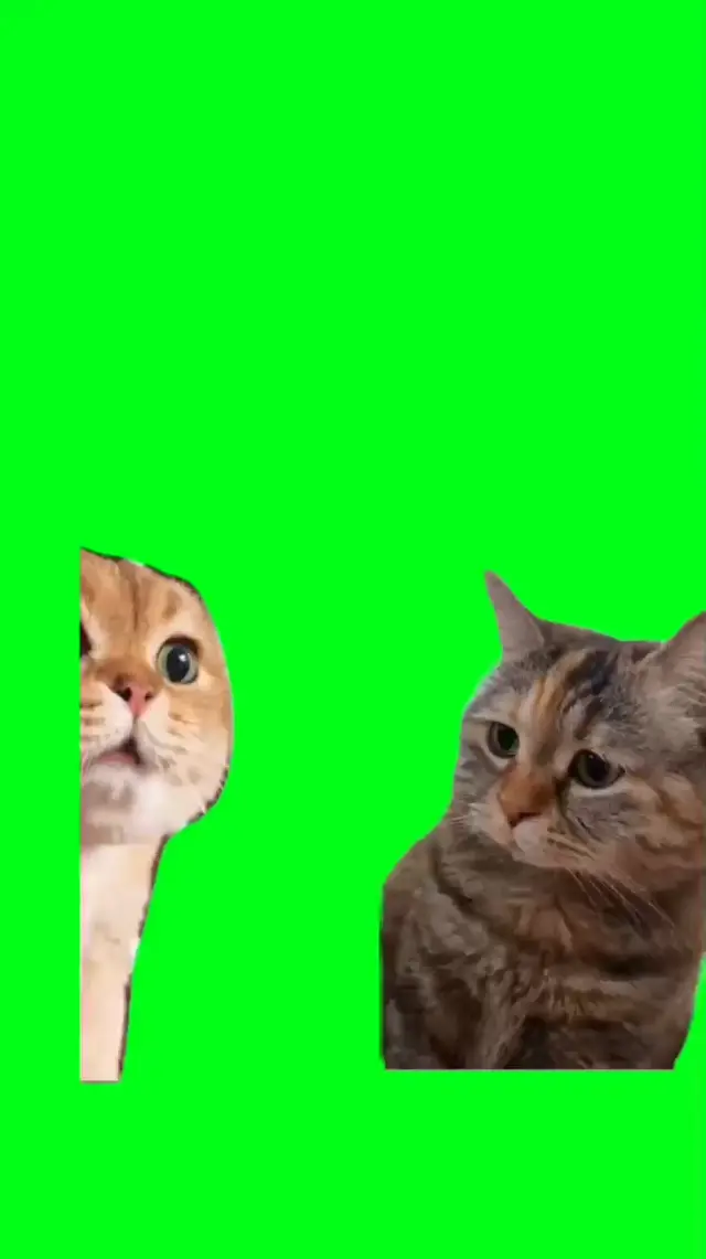 Мем с грустными котами на зеленом фоне
