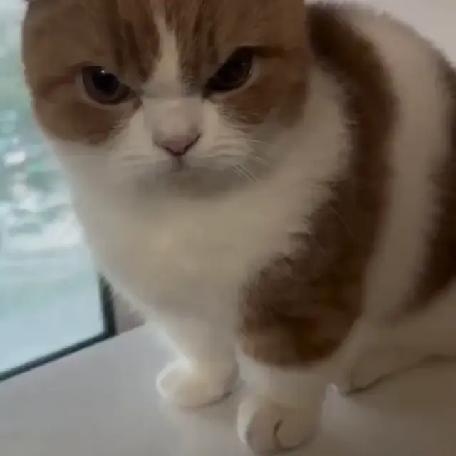 Злой котик кусает за палец