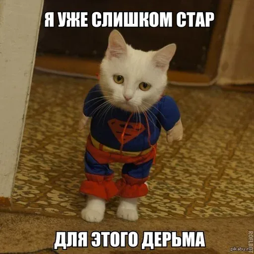 Белый кот стоит на задних лапах в синем костюме с плащом и логотипом Супермена, глядя прямо в камеру с серьезным выражением — Белый кот в ко