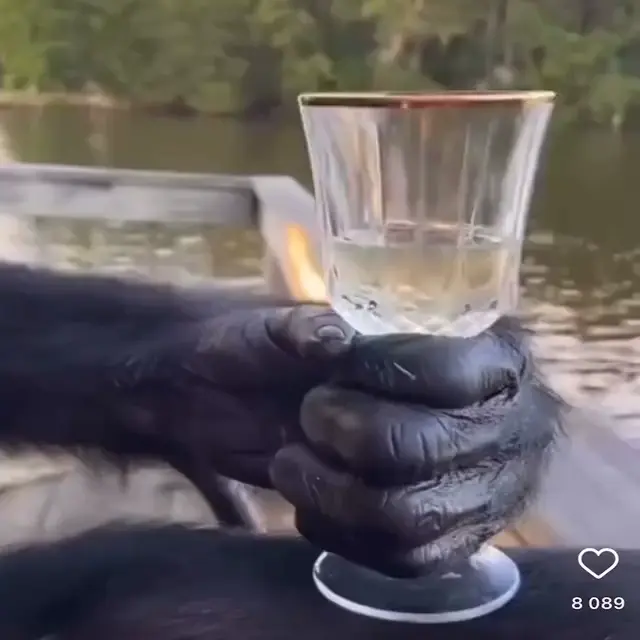 Шимпанзе пьет из бокала на закате