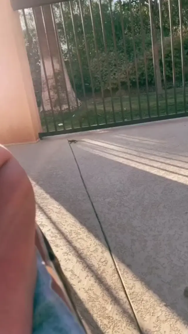 Ящерица скользит по шву плитки
