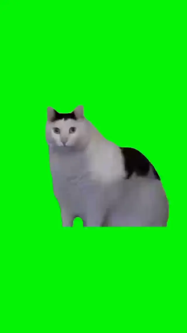 Недоумевающий толстый кот Huh Cat