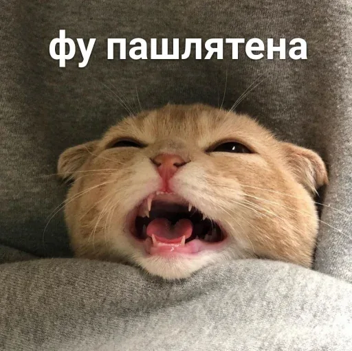 Кот лежит неподвижно, демонстрируя оскал. — рыжий кот
