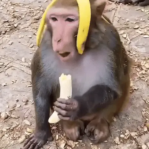 Обезьяна с кожурой от банана на голове