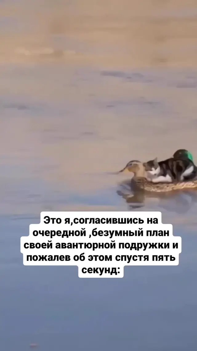 Коты плывут на утках