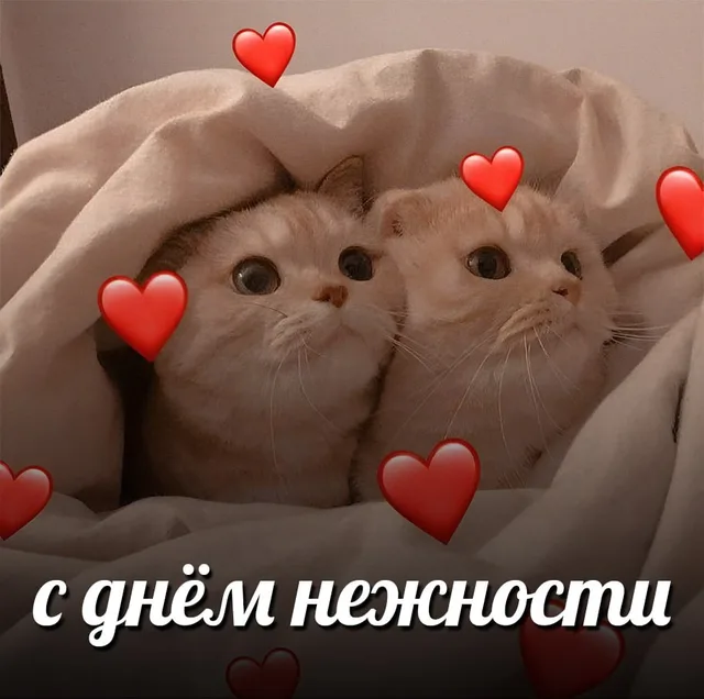 Статичное изображение милых котят под пледом с летающими сердечками — два котенка