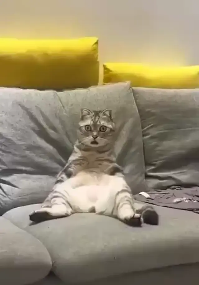 Слишком удивленный кот