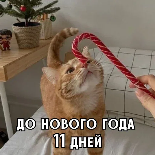 Человек подносит леденец к носу кота, кот тянется его понюхать. — рыжий кот