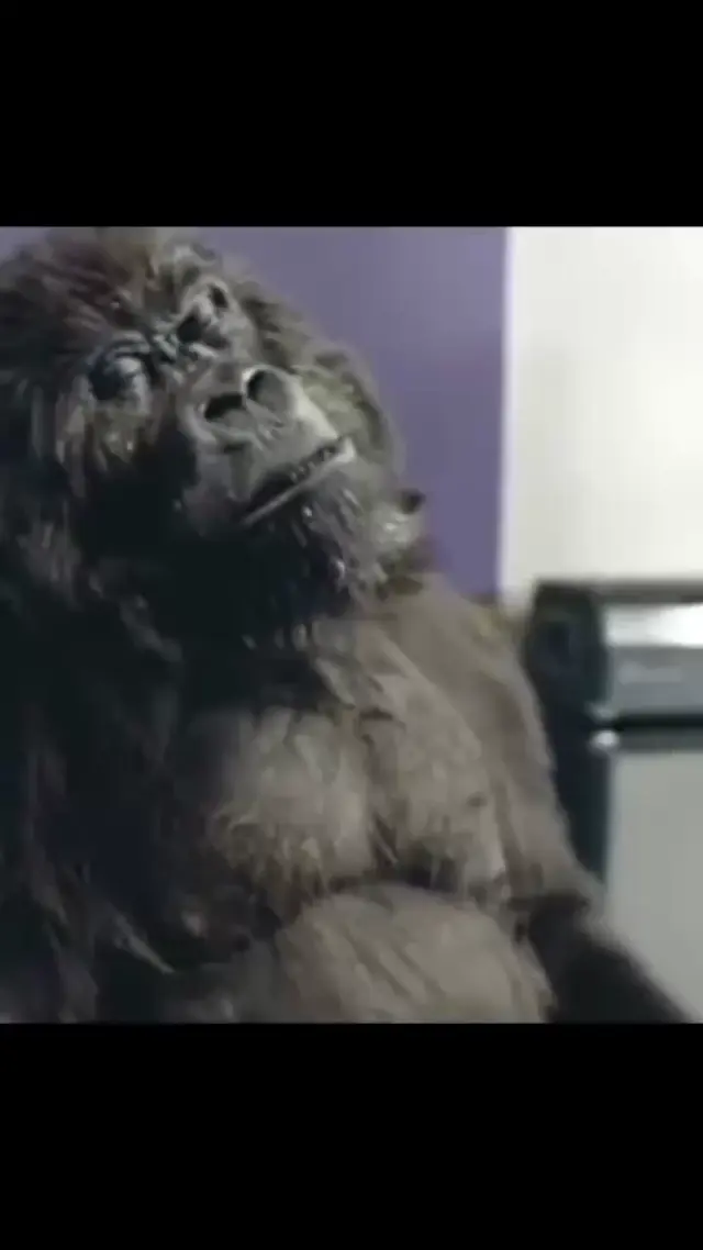 Горилла на барабанах Cadbury