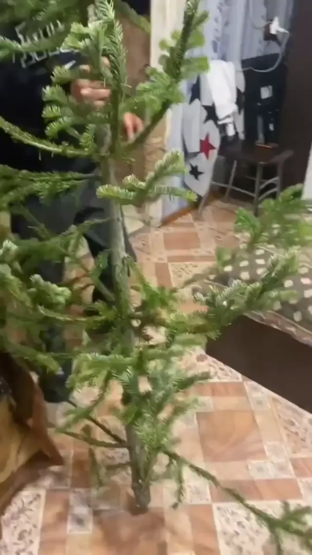 Да она еще не распушилась, ёпта