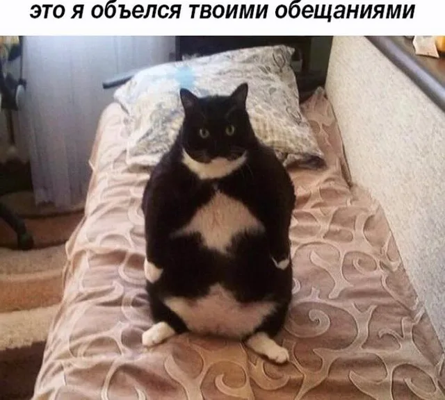 Это я объелся твоими обещаниями