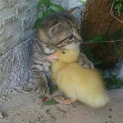 Котенок обнимает утенка, создавая сцену объятий. — котенок