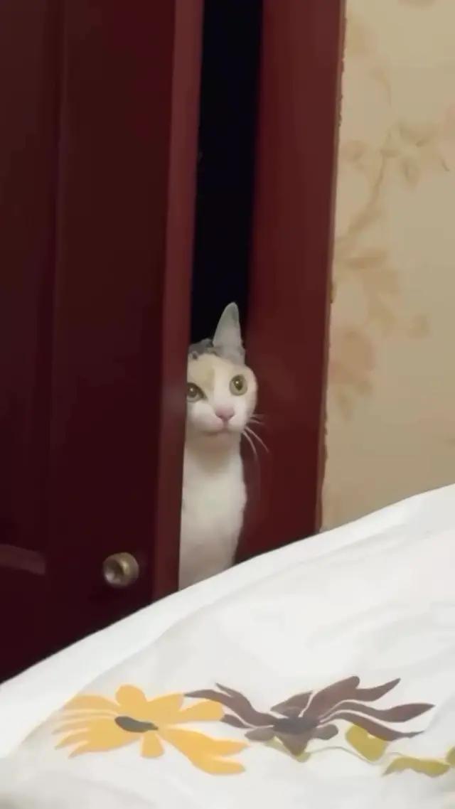 Кот подглядывает из шкафа