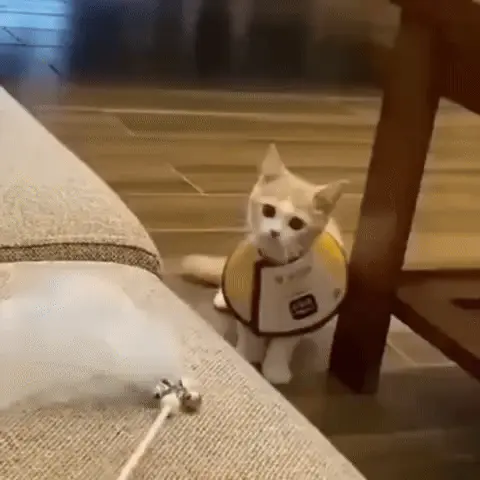 Котенок в воротнике прыгает и падает