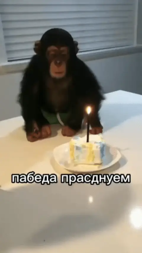 Обезьяна задувает свечу на торте