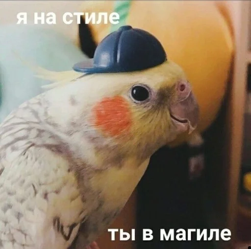 Я на стиле, ты в могиле