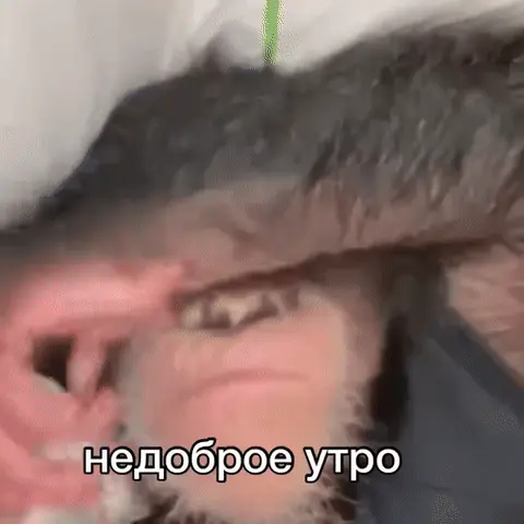 Обезьяна закрывает лицо рукой с надписью недоброе утро