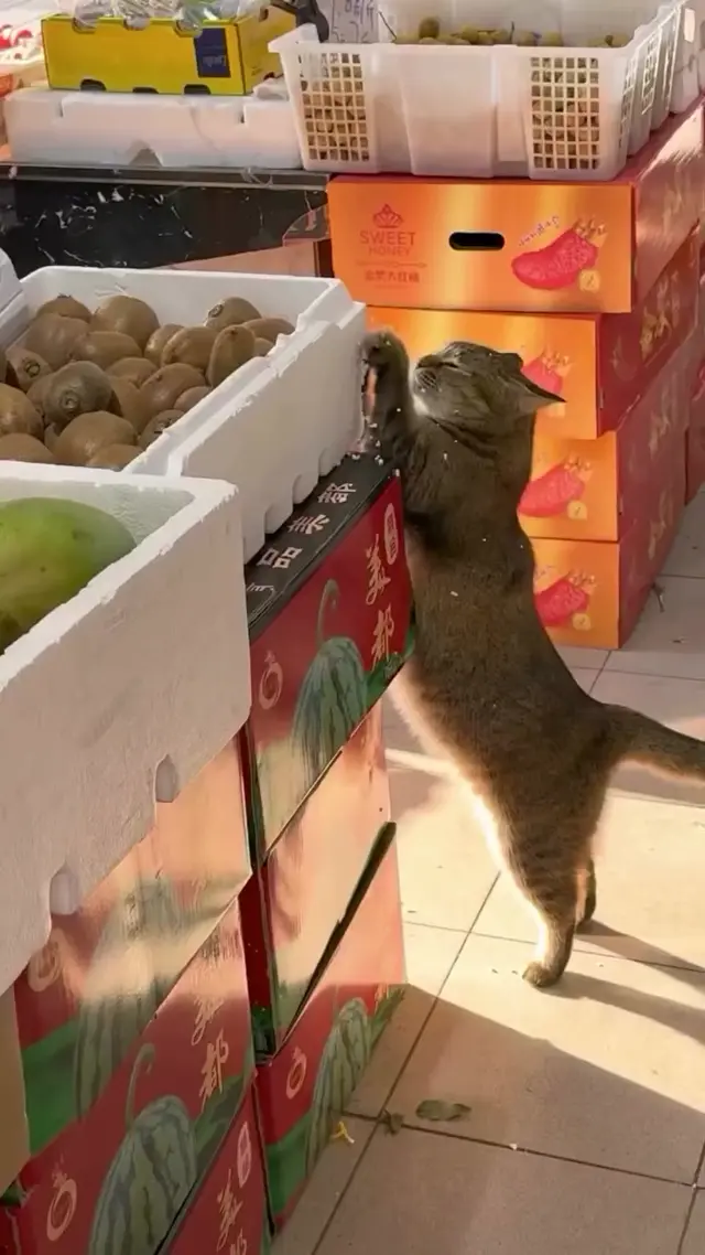 Кот кайфует от запаха киви