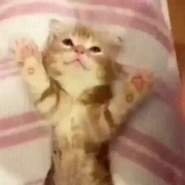 Сладкий сон маленького котенка