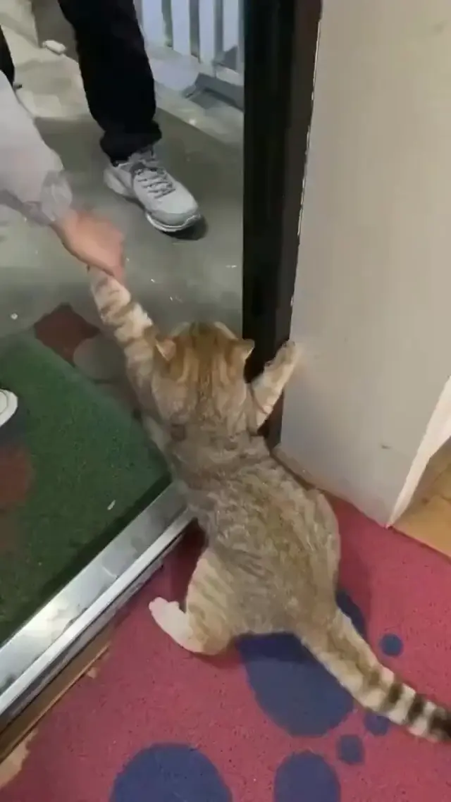 Кот сопротивляется уходу