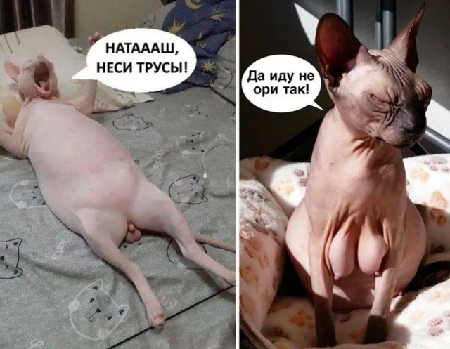 Кошка слева лежит в расслабленной позе, кошка справа сидит, сгорбившись. — лысая кошка сфинкс слева, лысая кошка сфинкс справа