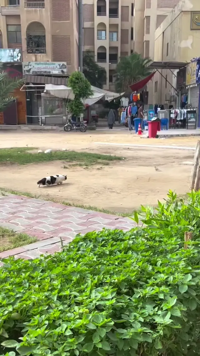 Кот притворяется, что ничего не произошло