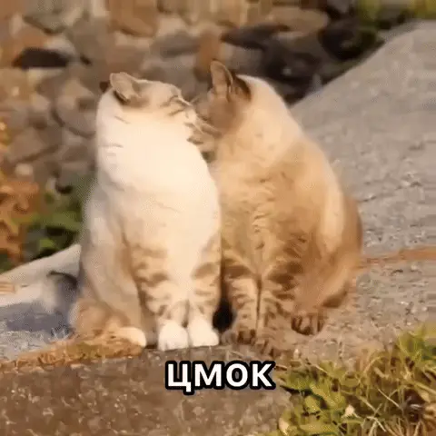 Котики целуются с надписью Цмок