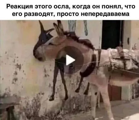 Осёл стоит на задних ногах, уперевшись передними копытами в стену