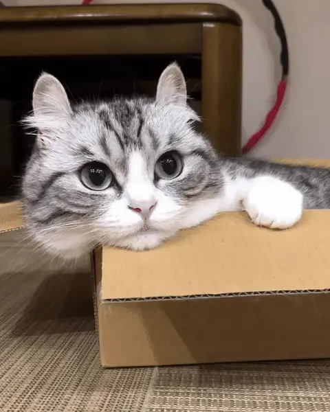Кот с большими глазами лежит в коробке