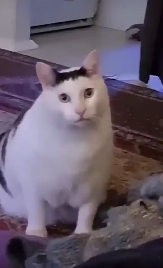 Непонимающий кот говорит «А?»