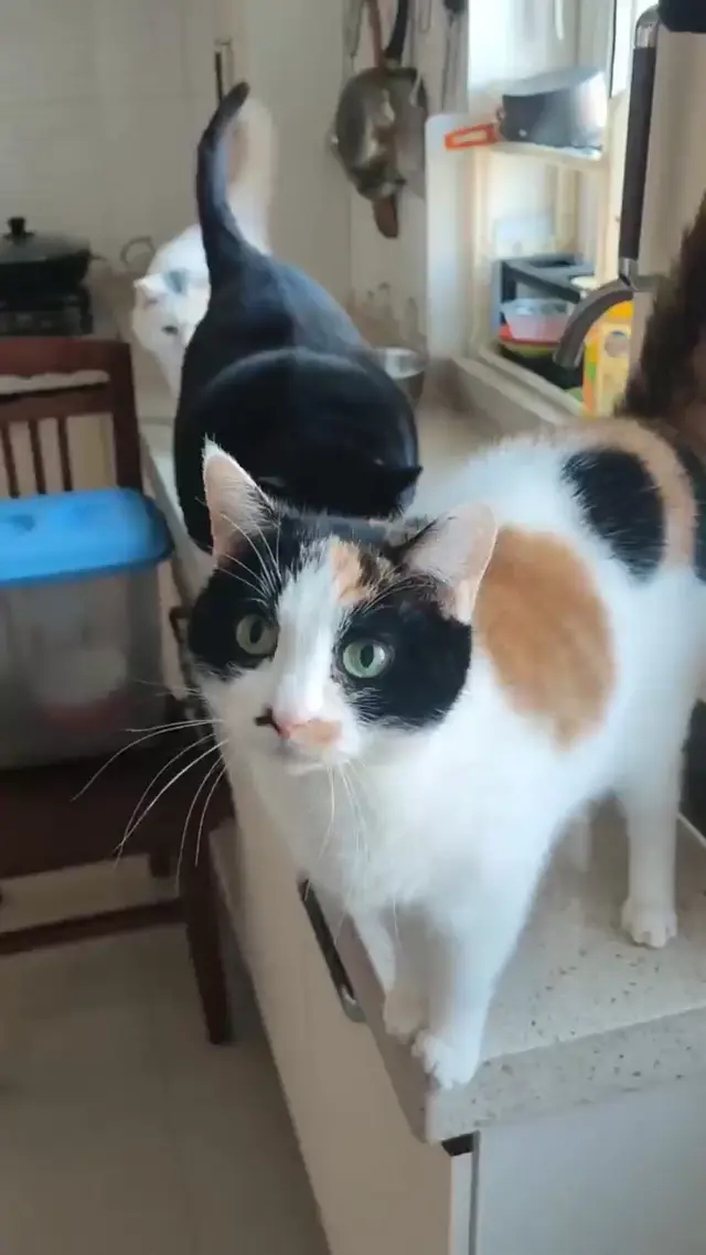 Толстый черный кот мешает пройти белому коту