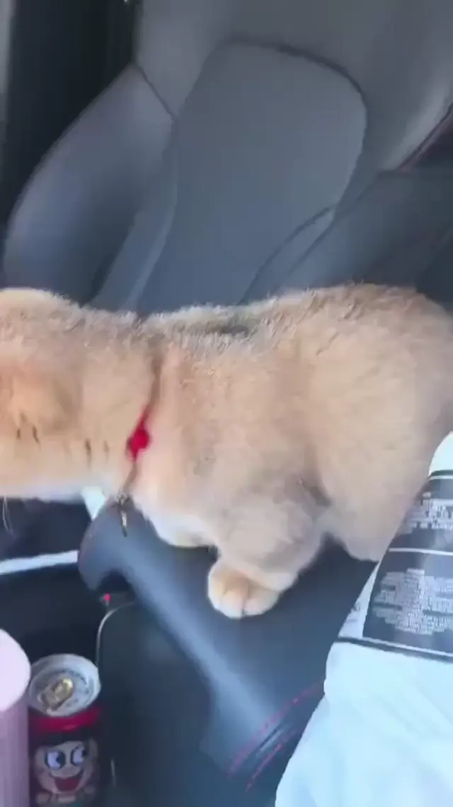 Кот стоит на задних лапах в машине