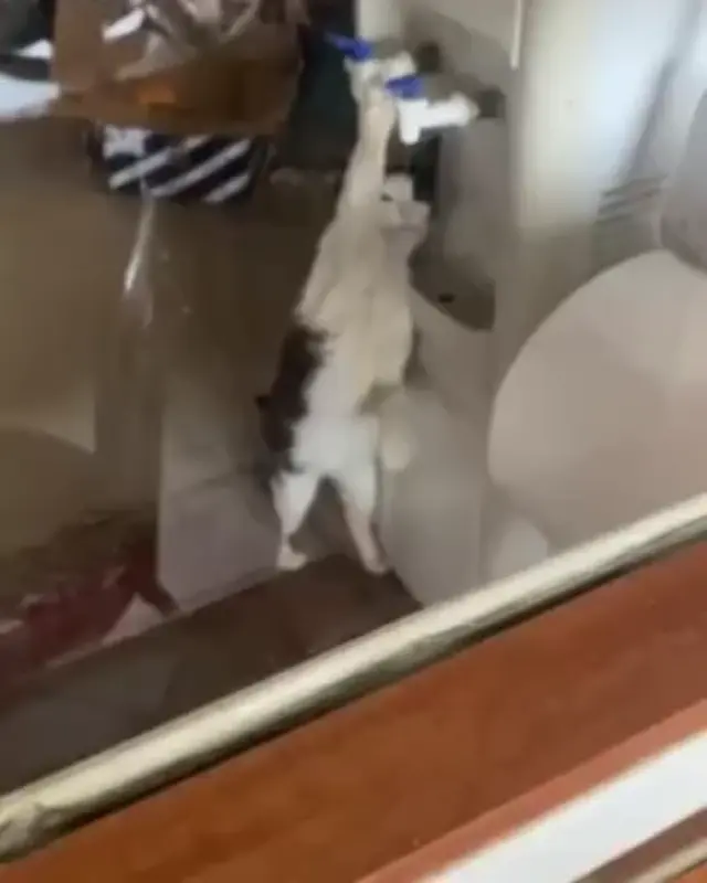 Кот пьет воду из кулера