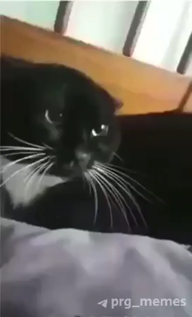 Кот затыкает рот пальцем