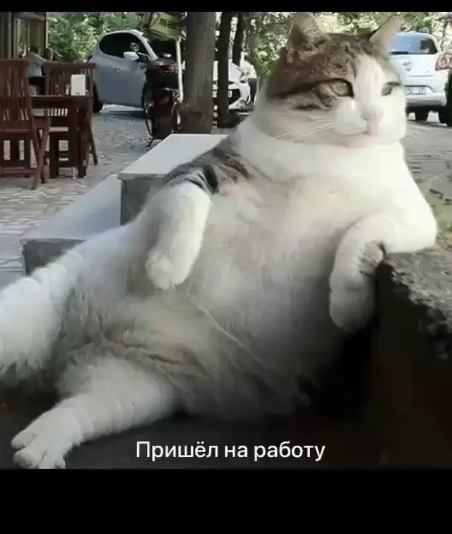 Под споконую мелодию на пианино сменяются кадры с котами, иллюстрирующие стадии выполнения задачи от лени до релиза. — Дрю Сканлон, Канье Уэ
