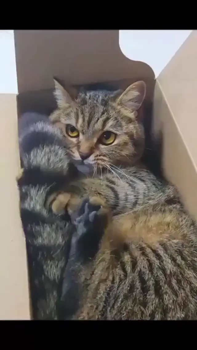 Кот дирижирует хвостом