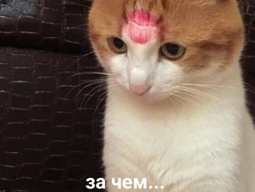 Зачем ты это сделал?