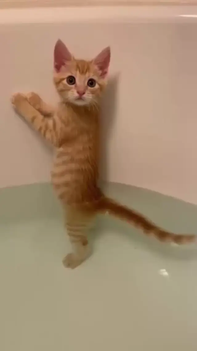 Рыжий котенок стоит в ванне
