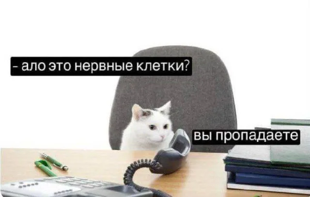 Кот сидит перед телефонной трубкой, имитируя разговор по телефону. — белый кот